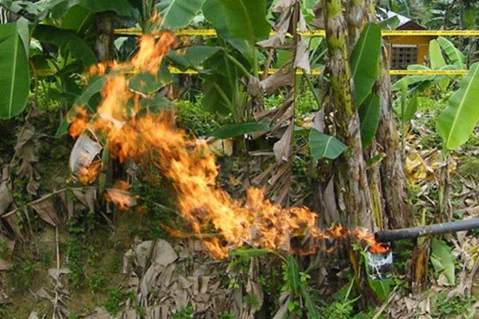 Malolos-1: Gas flare, June, 2011