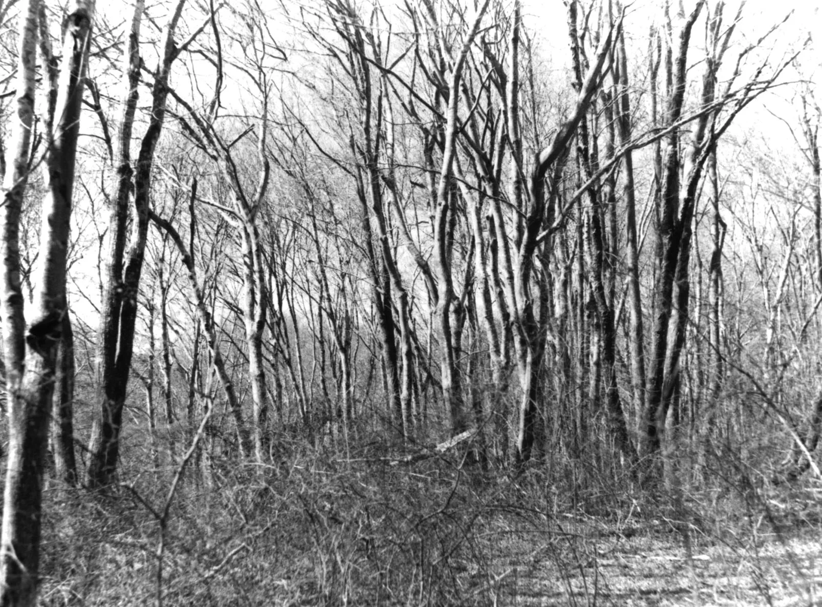 observation080.jpg