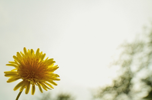 dandelion.jpg