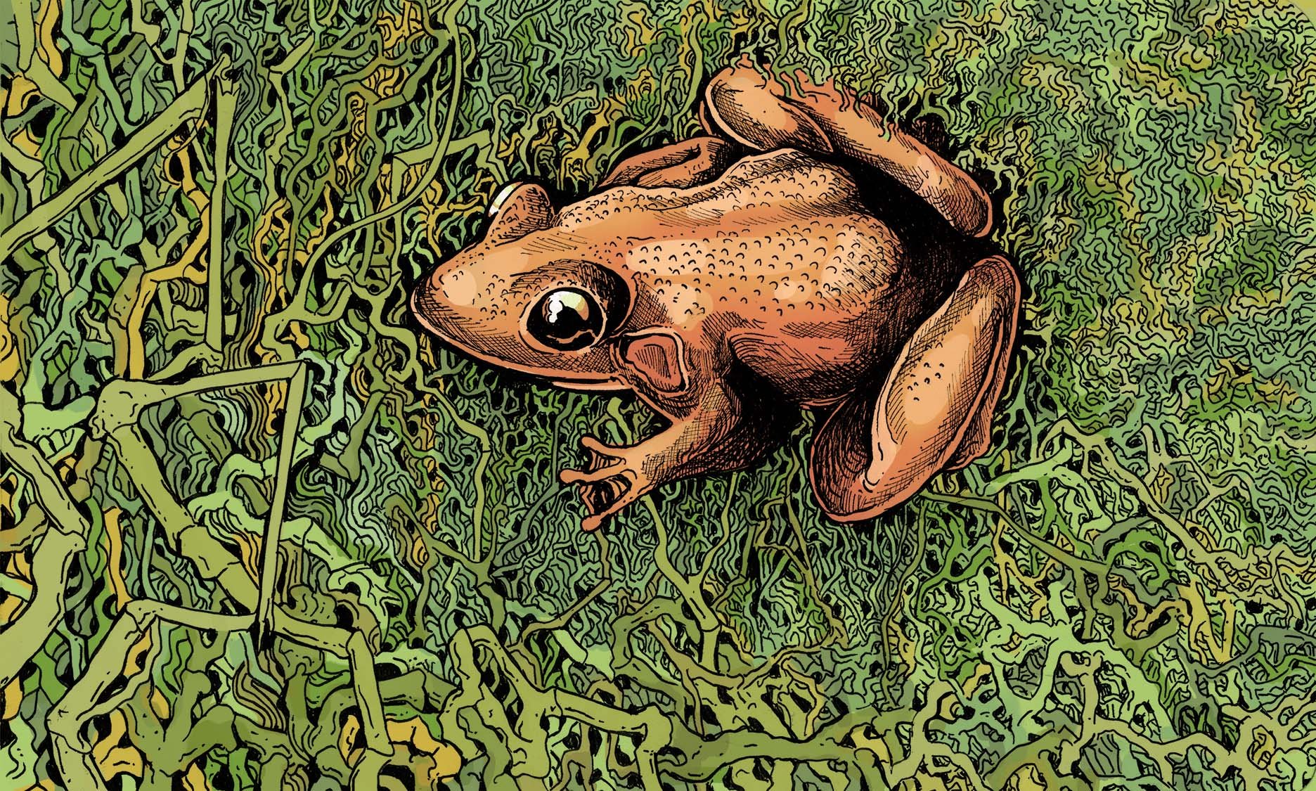 Personal Sketch of Frog from Ragdale Artist Residency