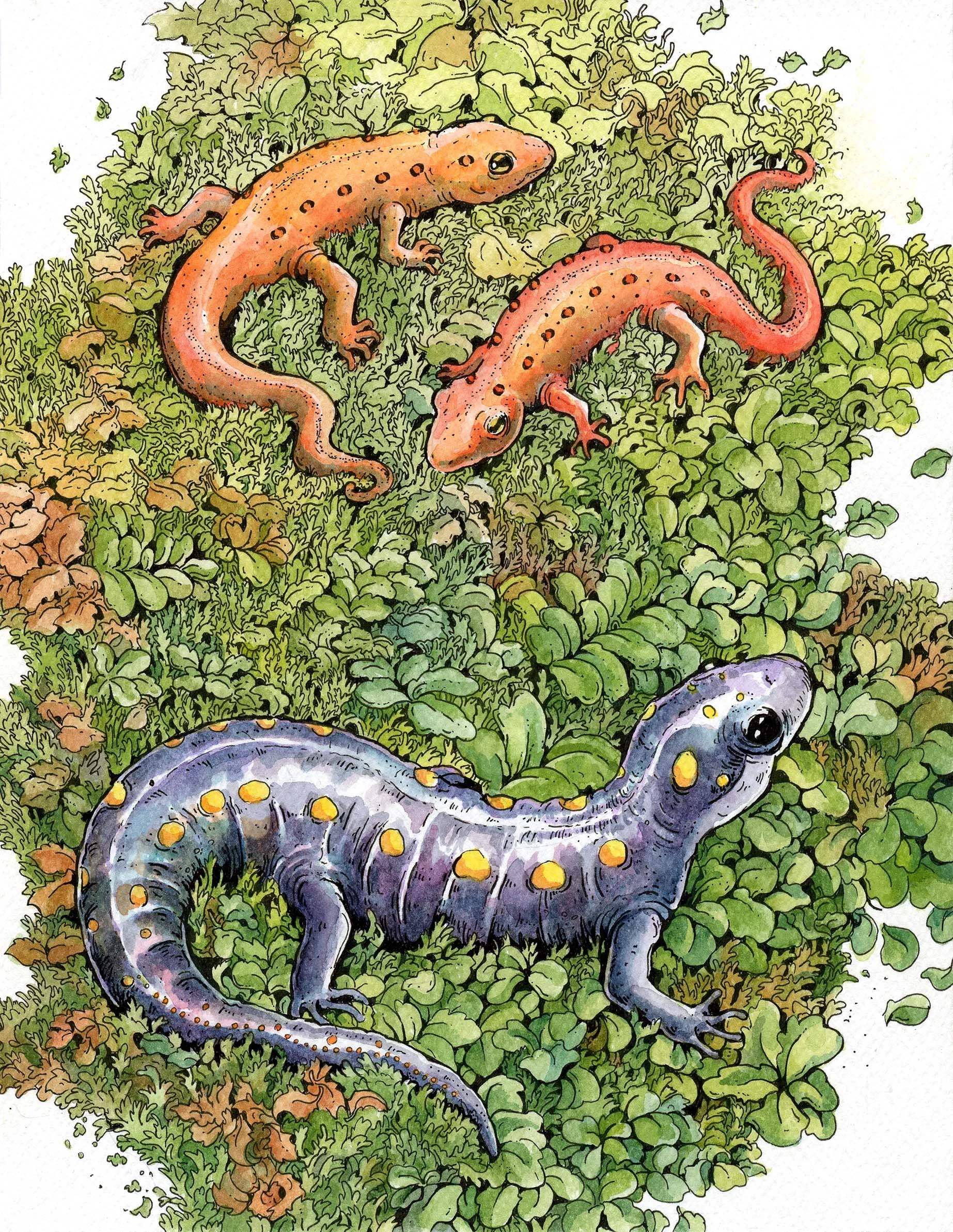 salamanderssss.jpg