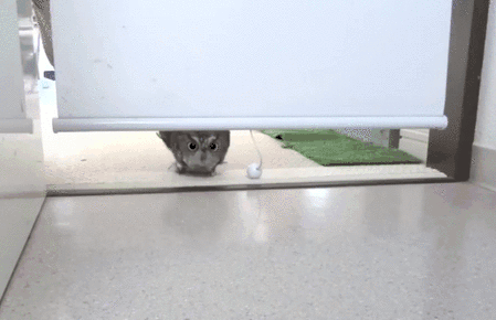 cbf.gif