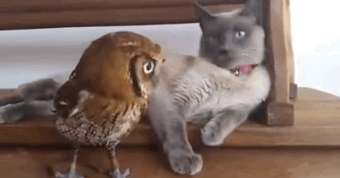 0Ee5BNh.gif