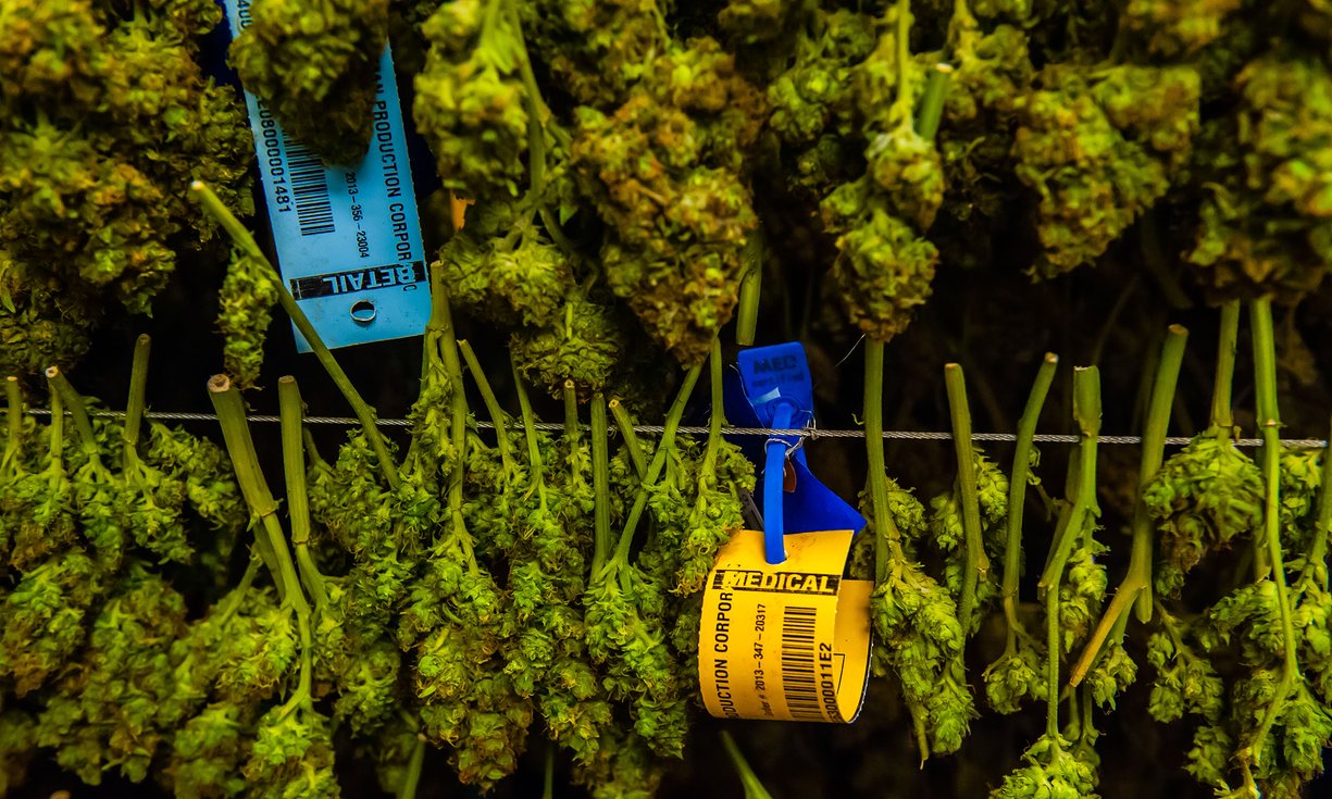 ‘Queen Victoria’s physician was a great proponent of the value of tincture of cannabis, and she is reputed to have used it to counteract the pain of menstrual periods and childbirth.’ Photograph: Alamy