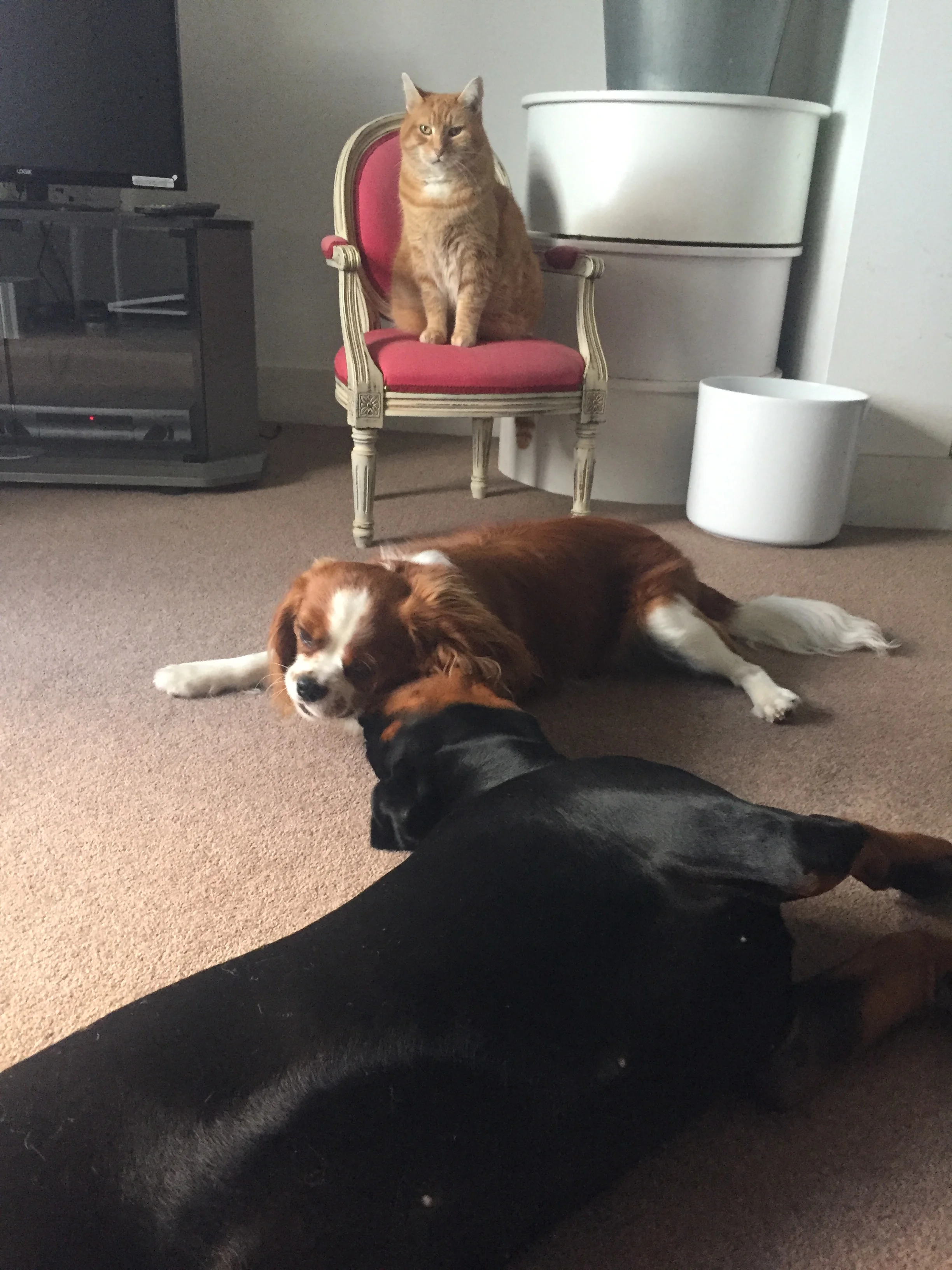 Juno - the boss - oversees his lesser subjects Neo and Bella.