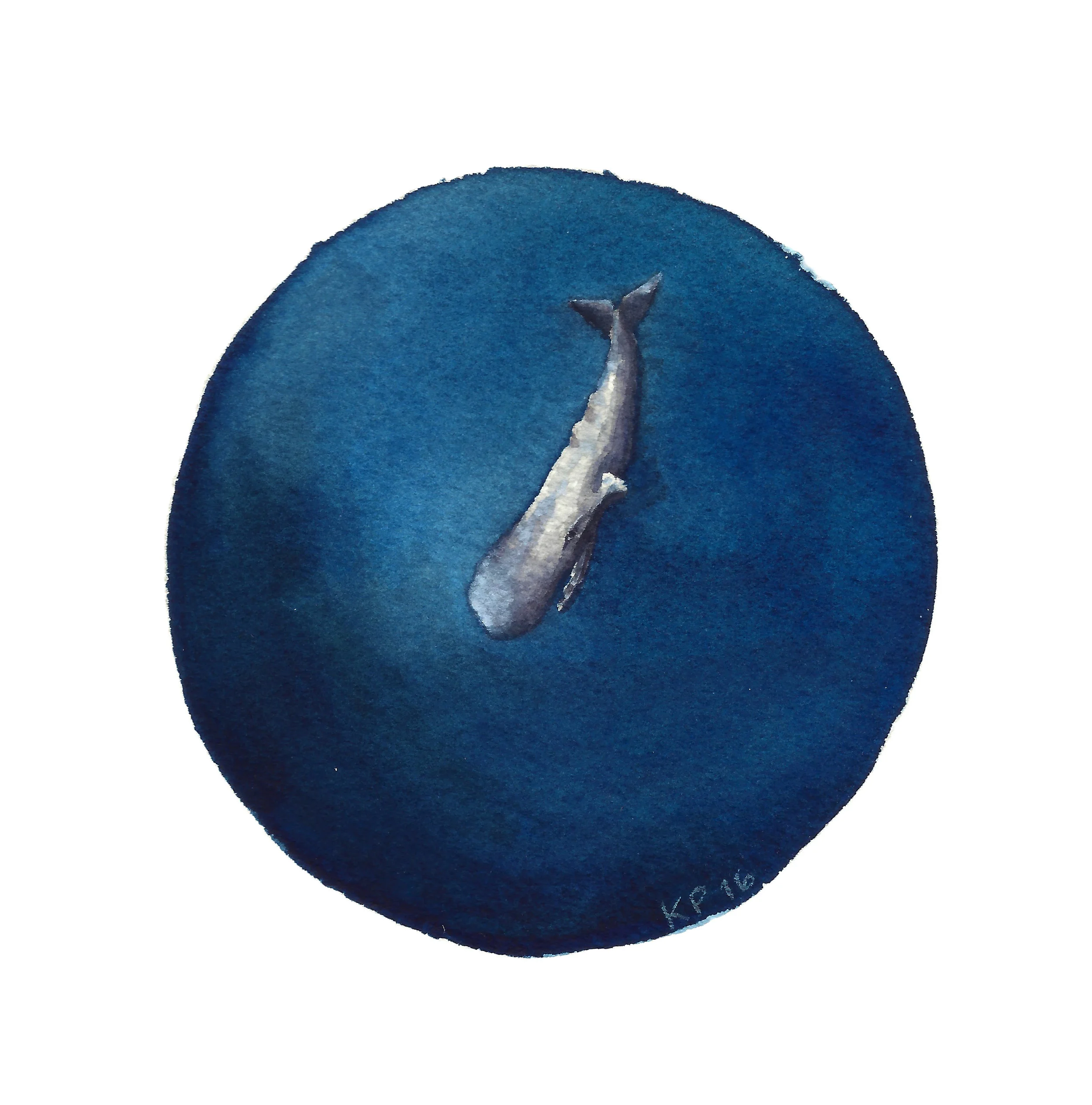 Sperm Whale.jpg