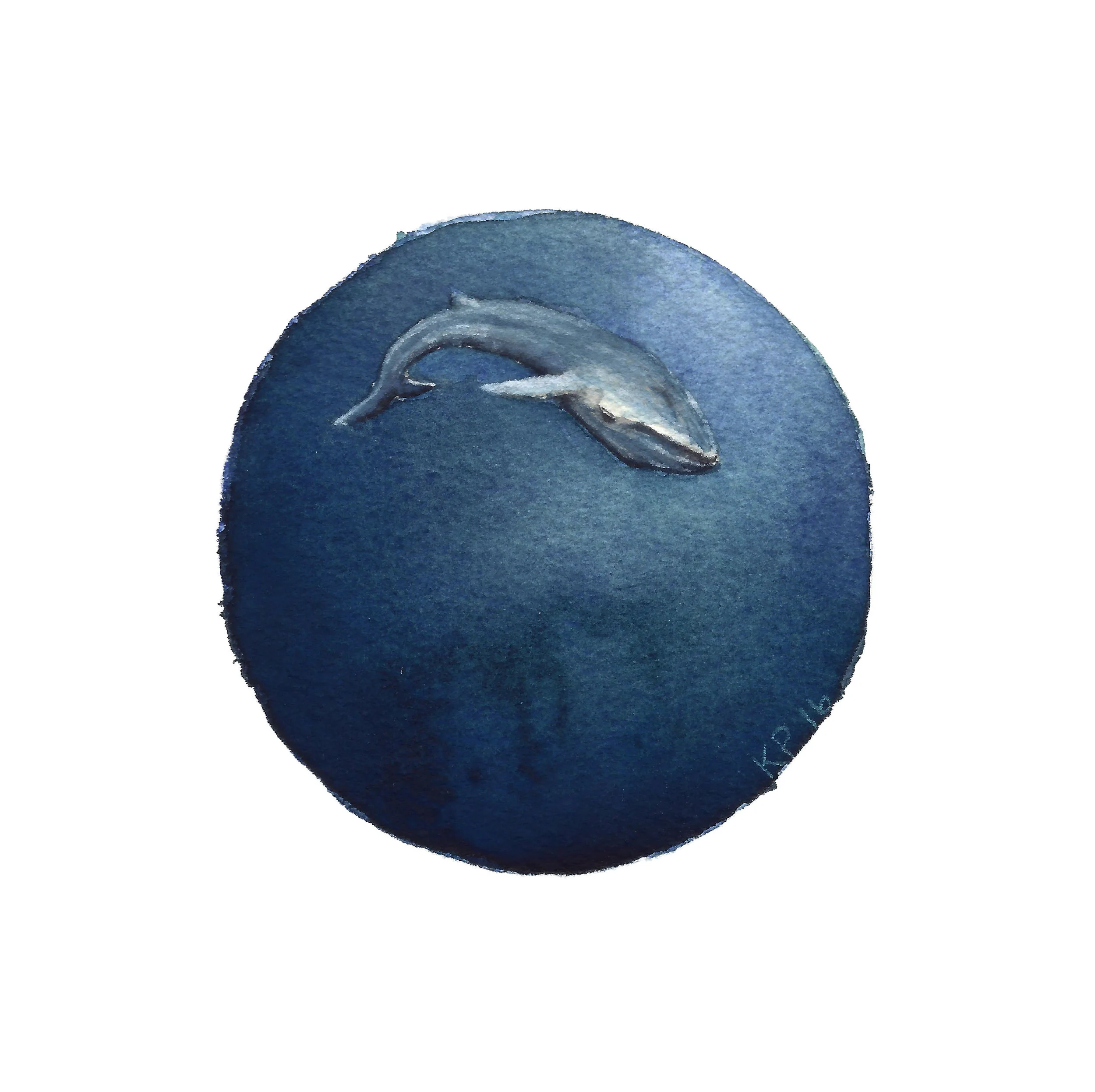 Blue Whale.jpg