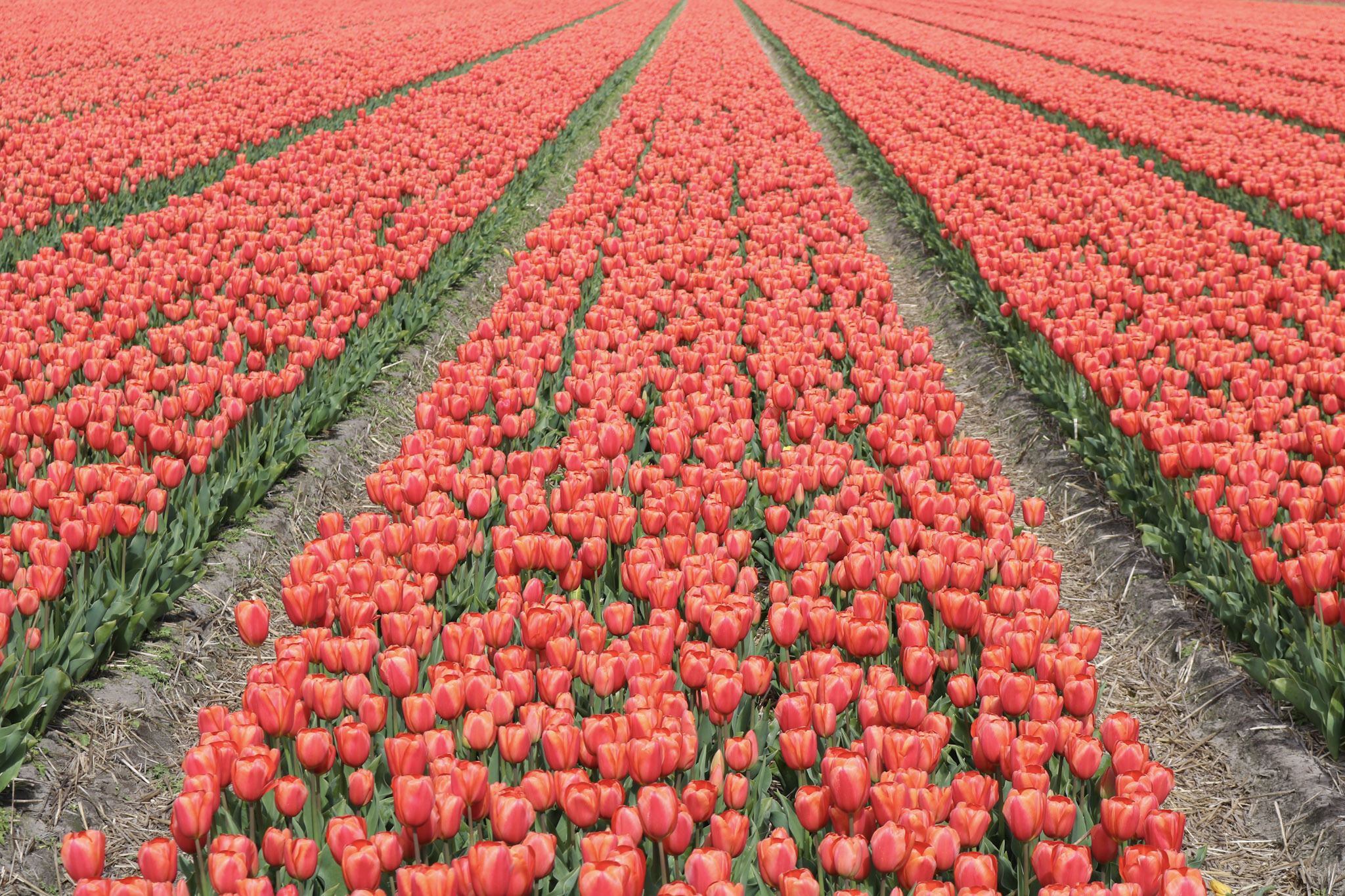 Kilometers of tulips!