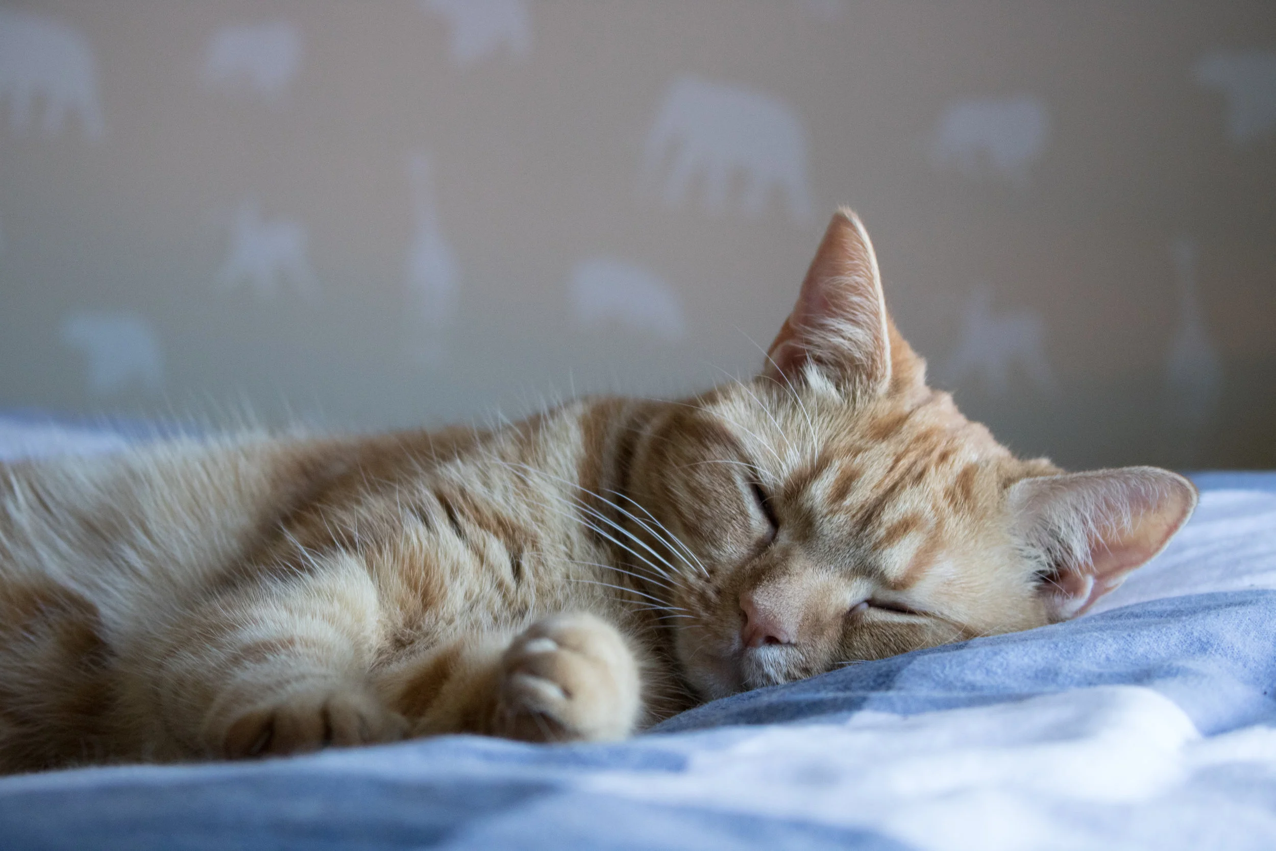 Living her best life! How adorable is she? Charlie sweetly napping.