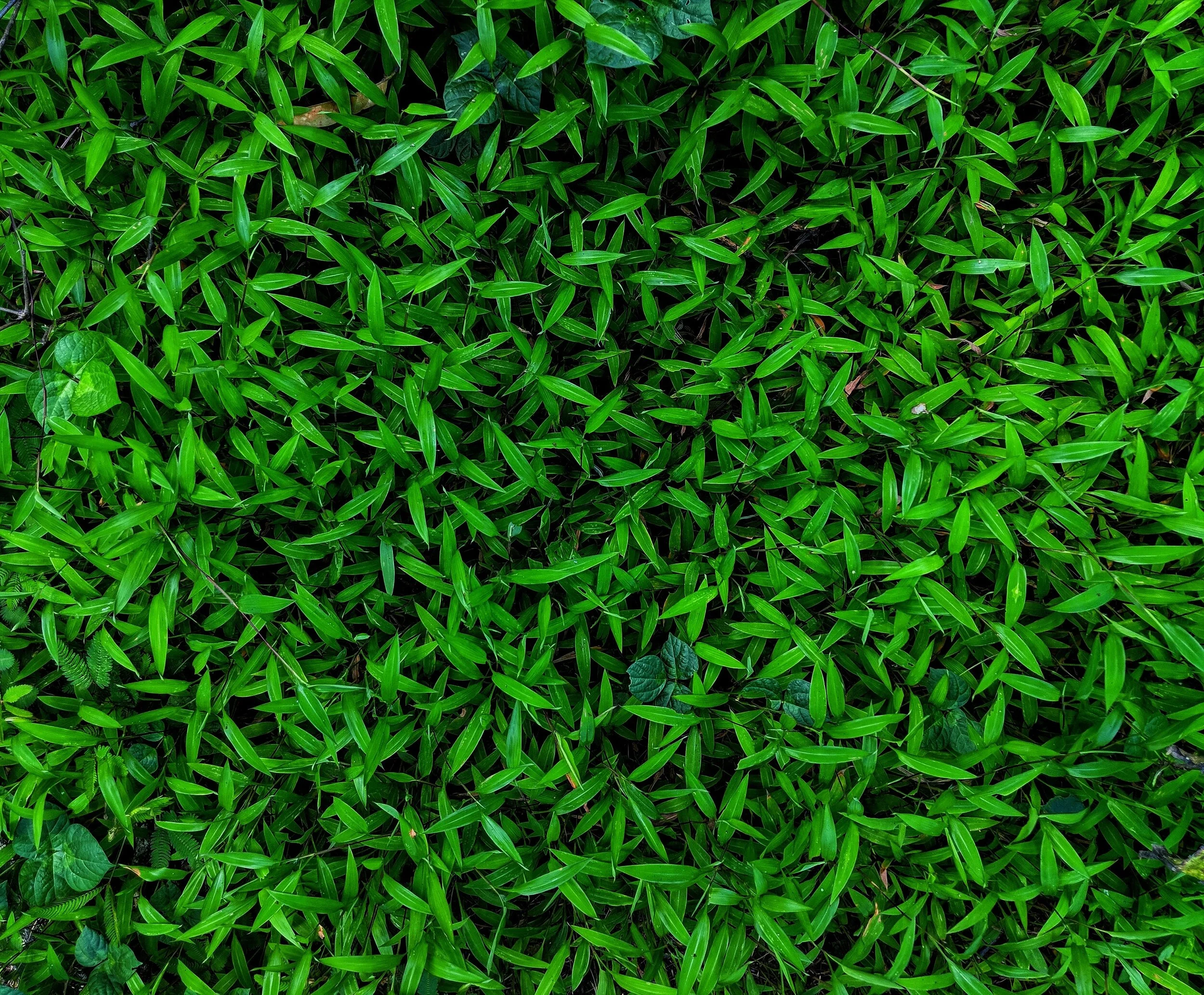 The Top 5 Essential Lawn Care Tips for Late Summer