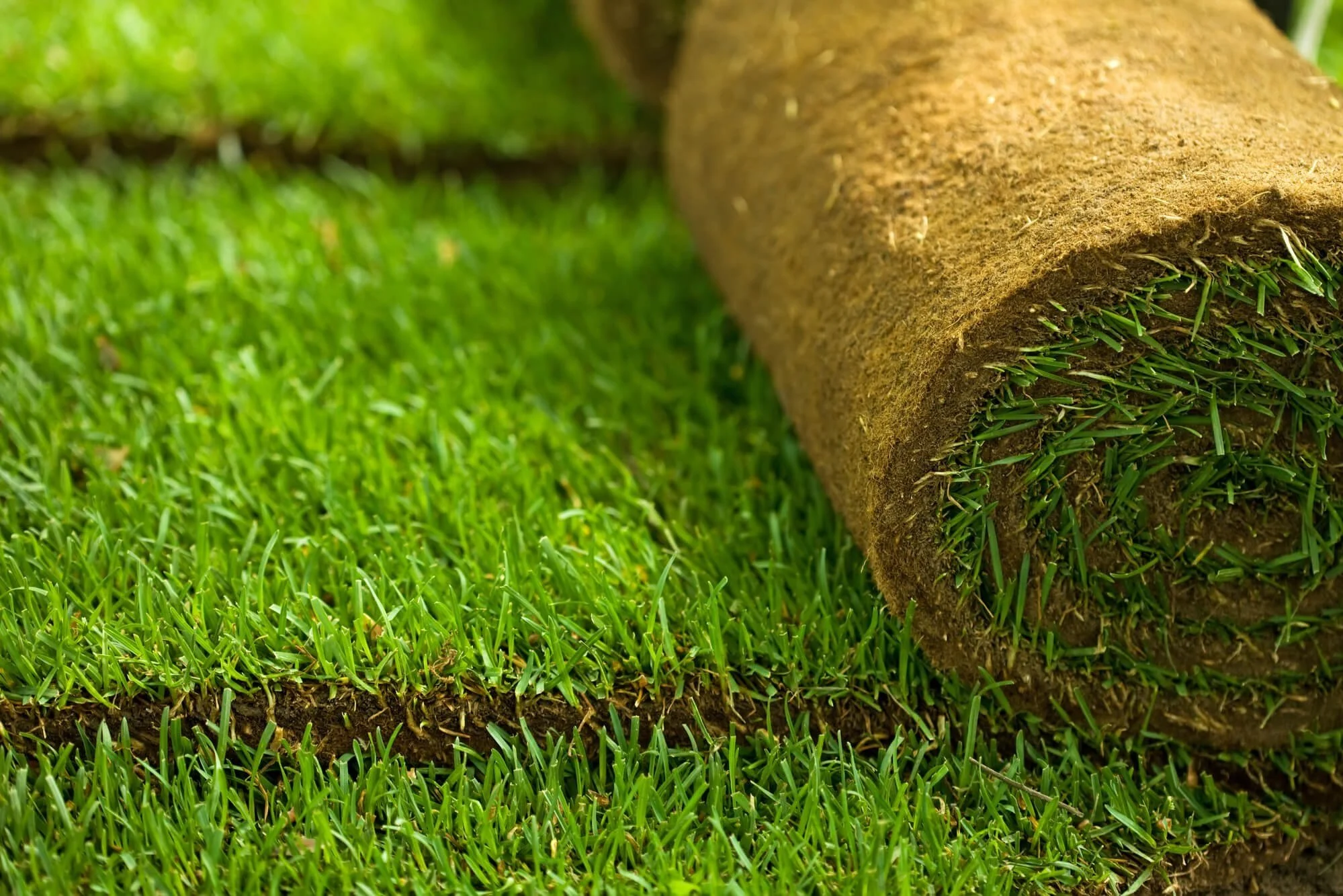 Understanding the Importance of Turf Density