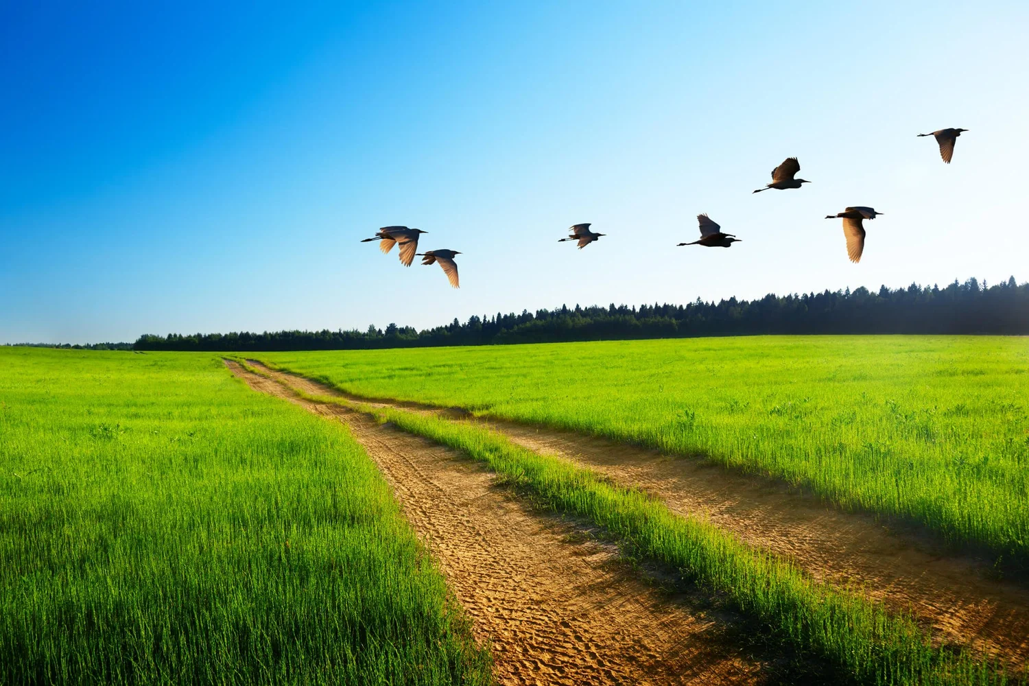 Do Birds Eat Grass Seeds? Surprising Facts You Need to Know