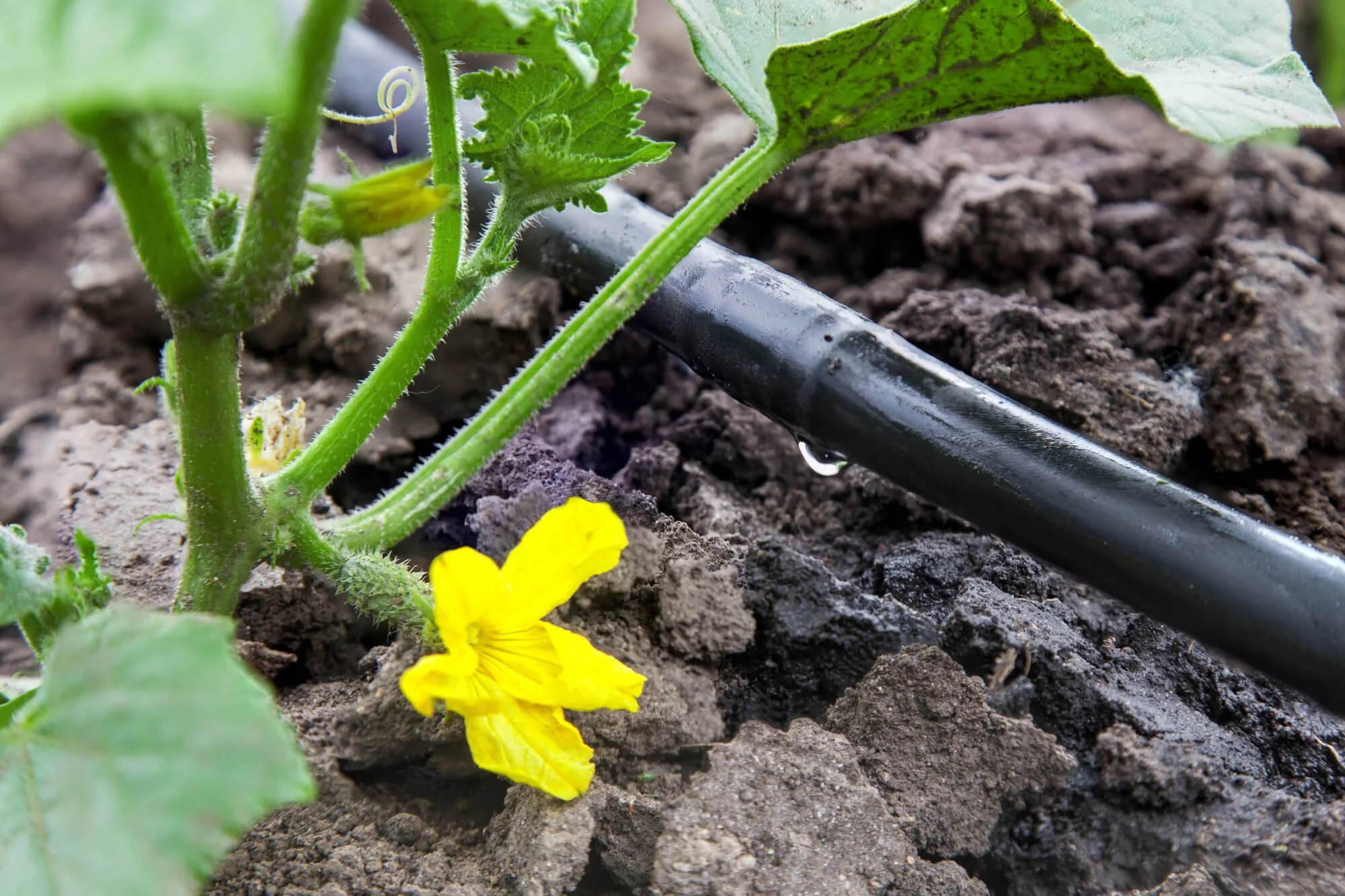 What Is a Drip Irrigation System and How Does it Work?