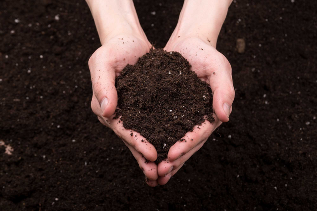 The Magic of Microbes: How Soil Bacteria Can Improve Your Lawn’s Health