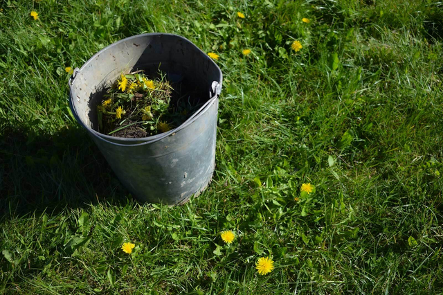 A Comprehensive Guide to Pre-Emergent Weed Control in Reno