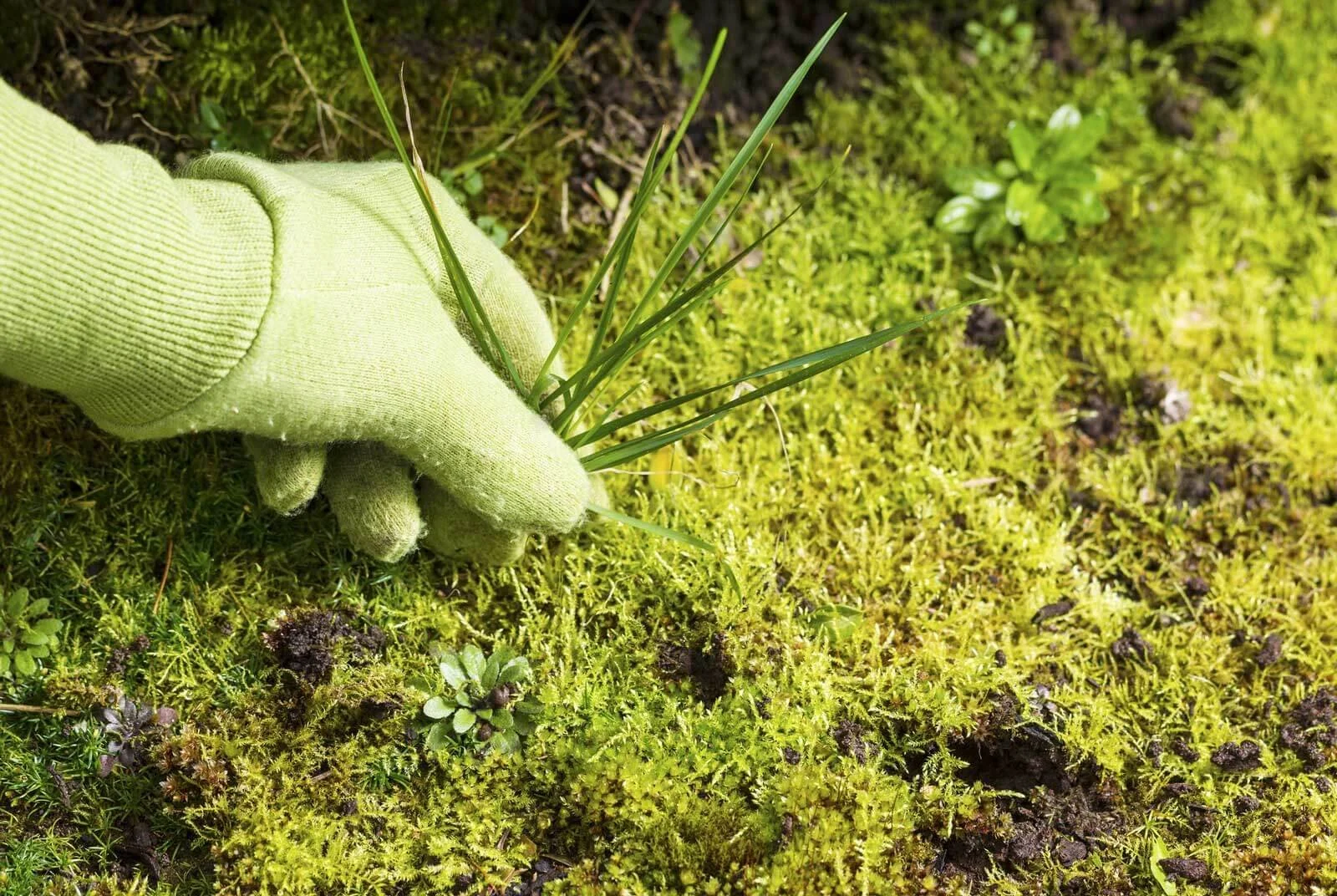 Mastering Spring Weed Control: Your Ultimate Guide