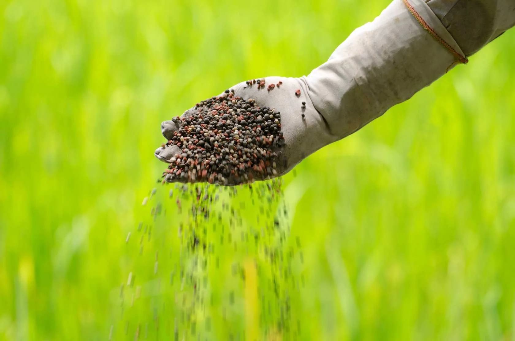 Quick-Release vs. Slow-Release Lawn Fertilizers: Pros and Cons
