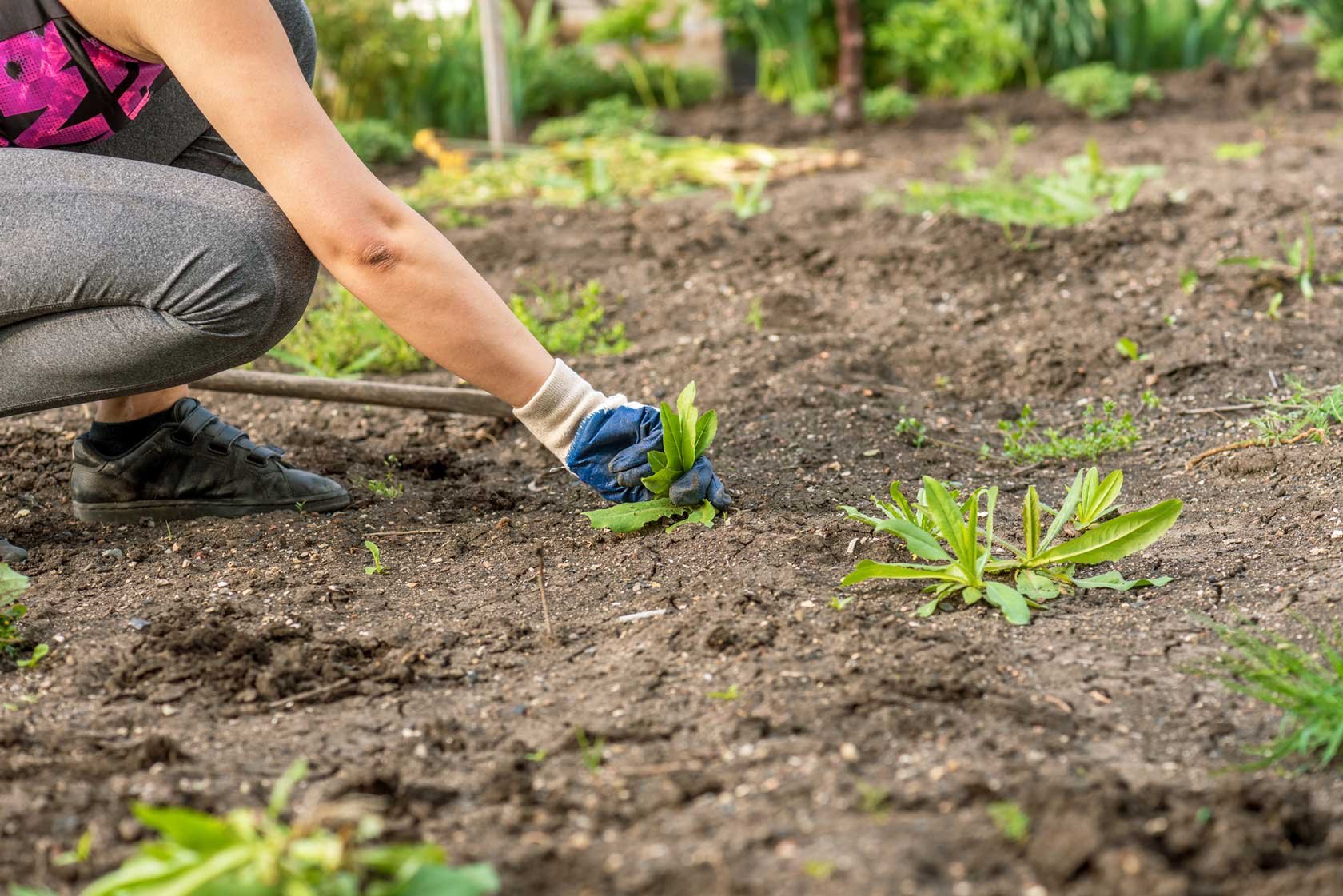 Getting Rid of Weeds: When Do You Need Professional Help?