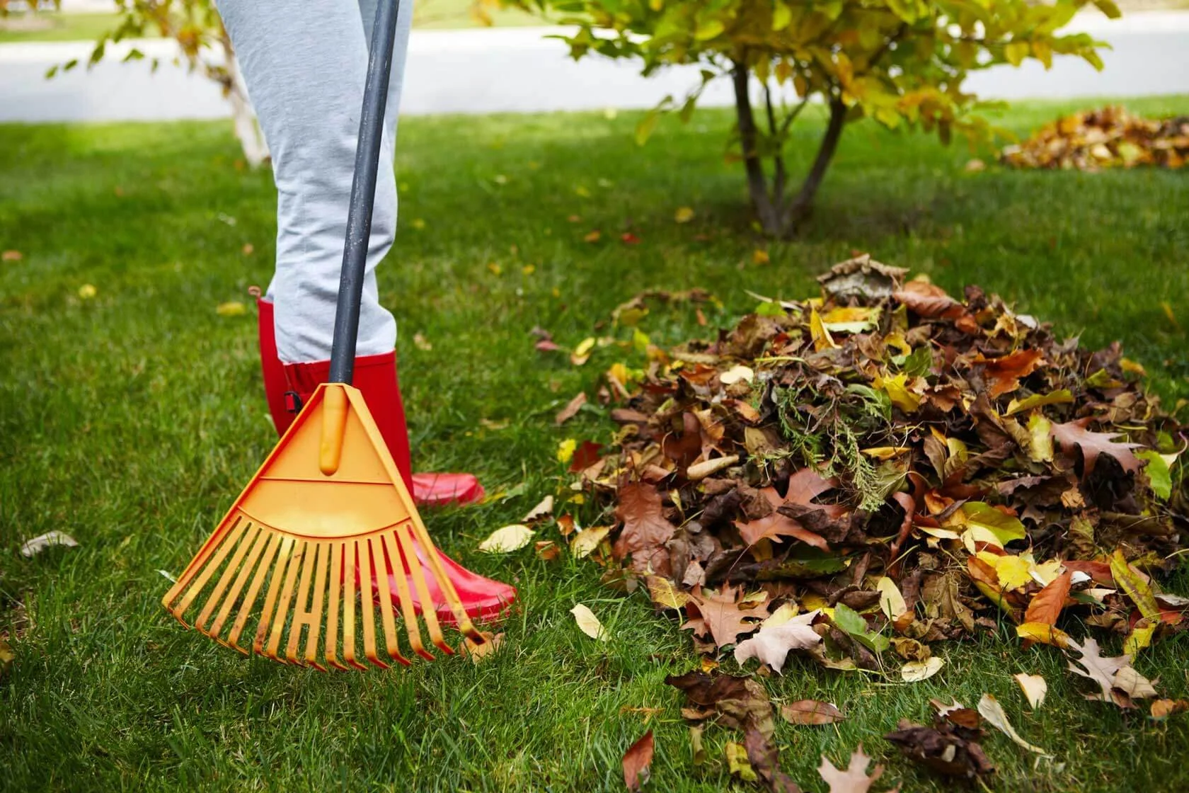 Essential Fall Lawn Care Tips for a Healthy Yard
