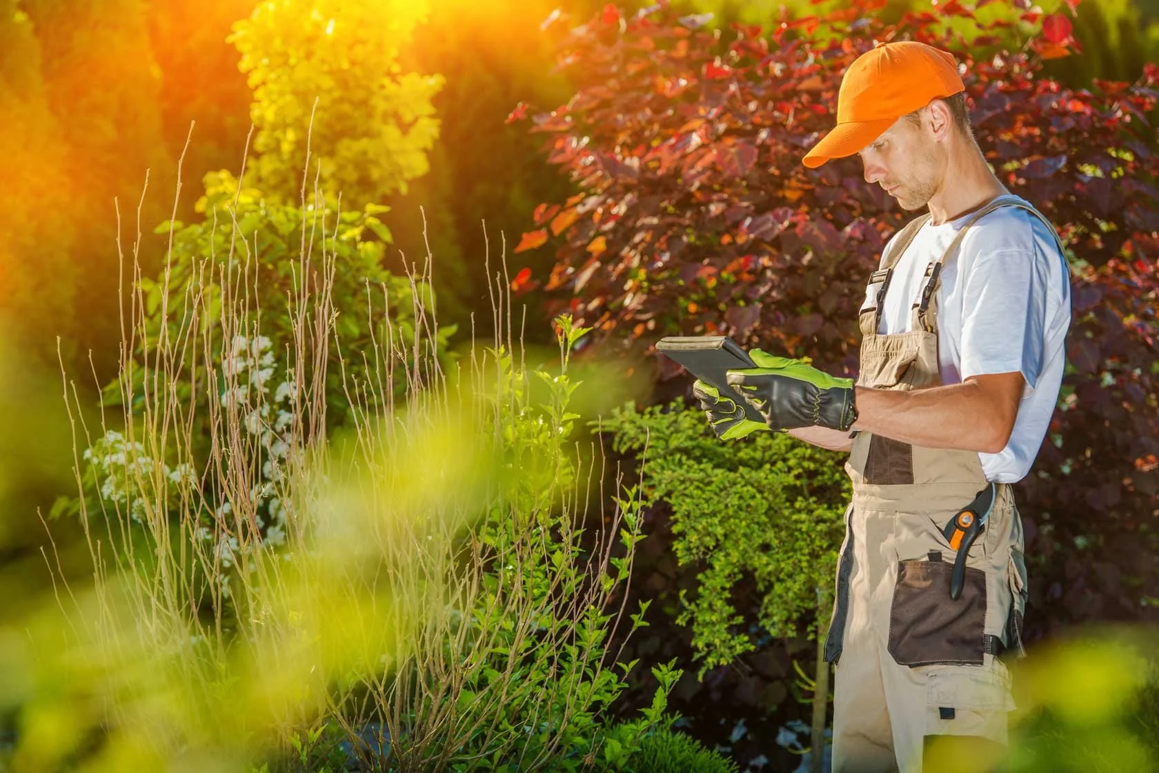 DIY vs Professional Lawn Care: Which is Right for You?