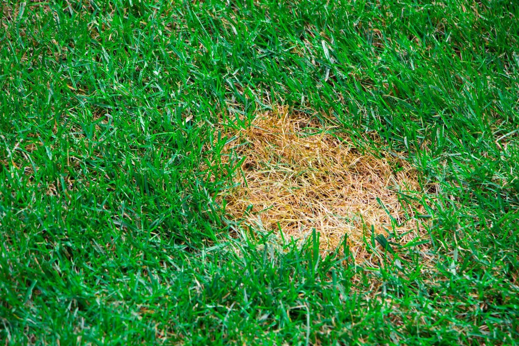 Top 5 Lawn Diseases and How to Prevent Them