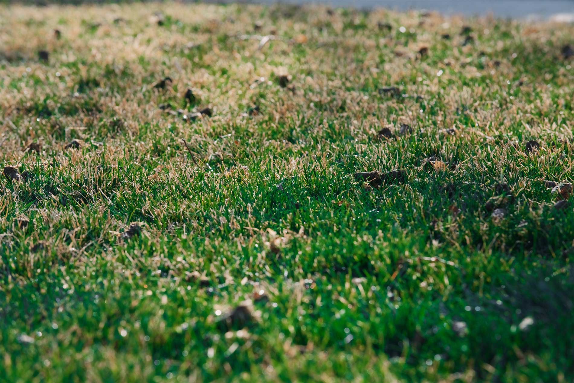 The Best Lawn Aerator for Northern Nevada Soil: What You Need to Know