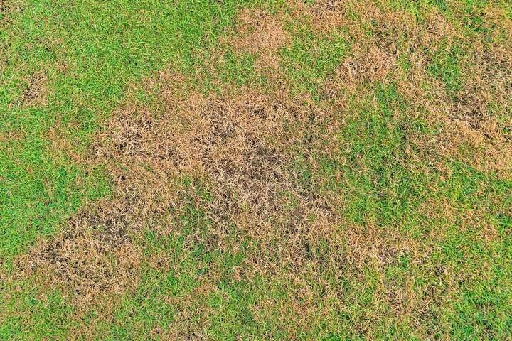 The Best Way to Loosen Soil in Reno Yards