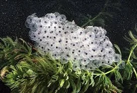 FROG SPAWN.jpg
