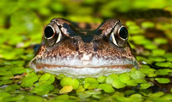 FROG.jpg