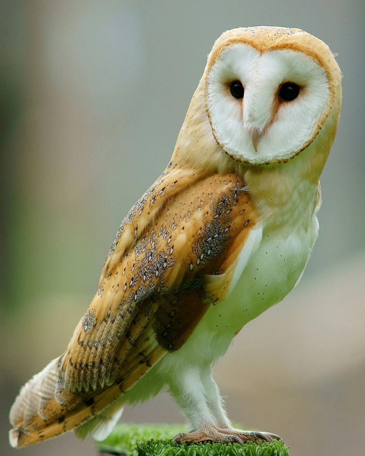BARN OWL.jpg