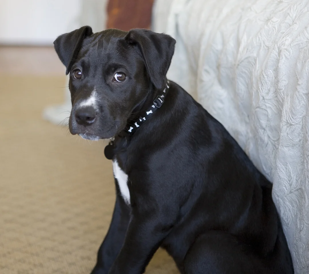 Murphy10weeks.jpg