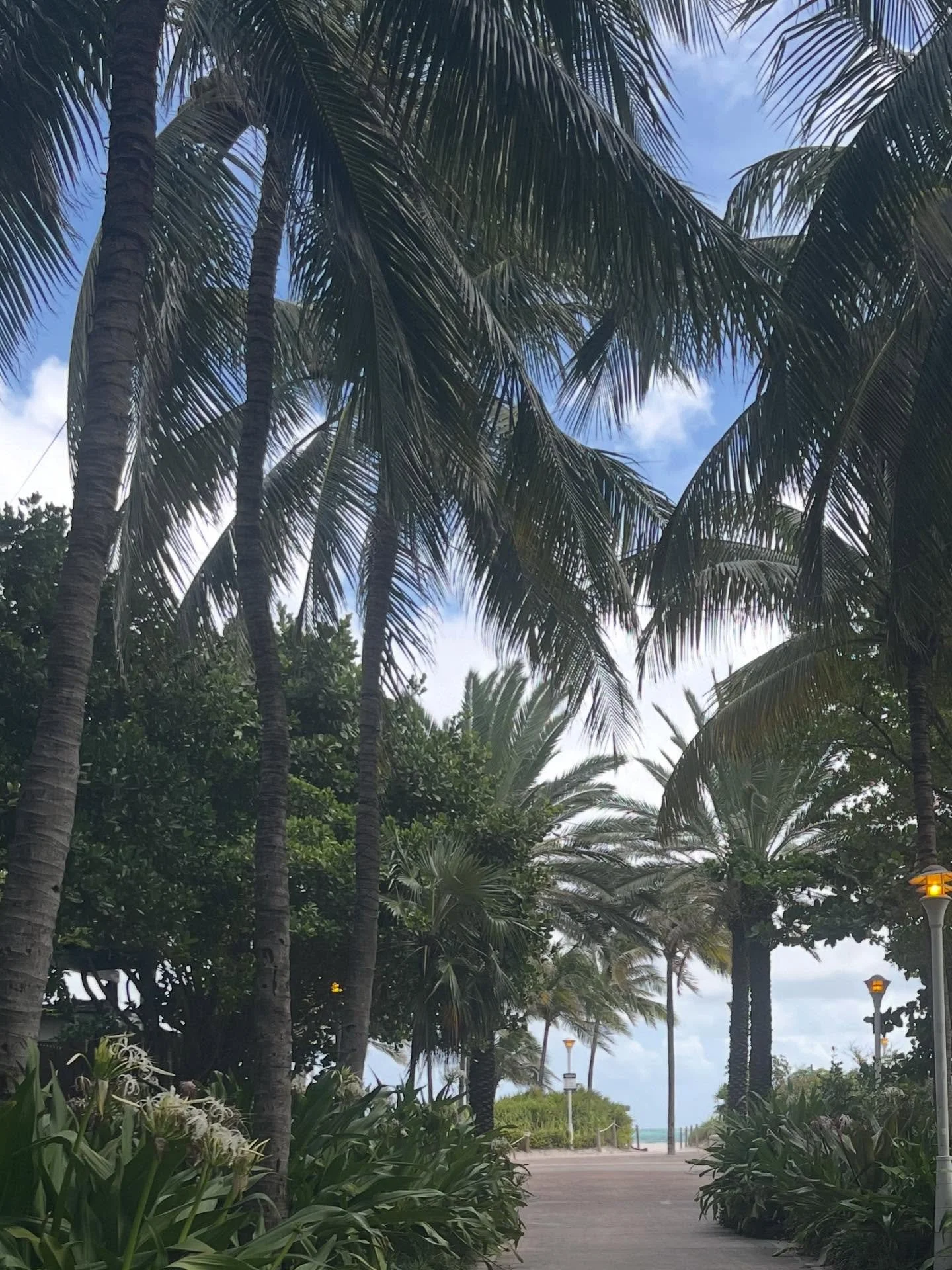 Take me back! Had a great long weekend in Miami - sunshine, palm trees, and much-needed downtime ☀️still slowly getting back into the swing of things at the office. 
&bull;
&bull;
&bull;
#miamiweekend #vacationvibes #beachgetaway #weekendescape #miam