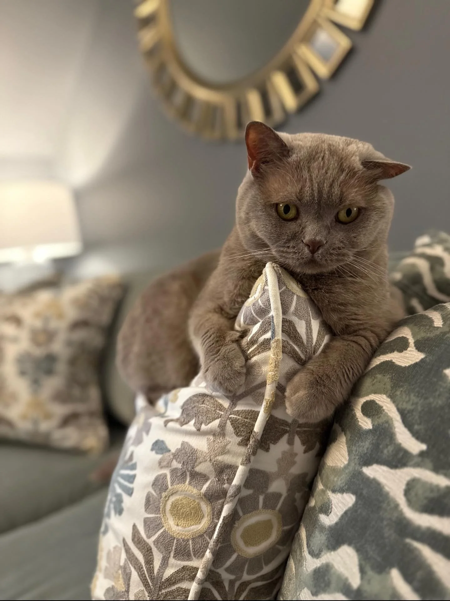 Fur baby approved&mdash;my favorite little client clearly loves the custom pillows. 🐾🐈&zwj;⬛
&bull;
&bull;
&bull;custom pillows sourced from @ethanallen_arlingtonva with help from @antoinettericafortinteriors 
&bull;
&bull;
&bull;
#houseenvy #arlin