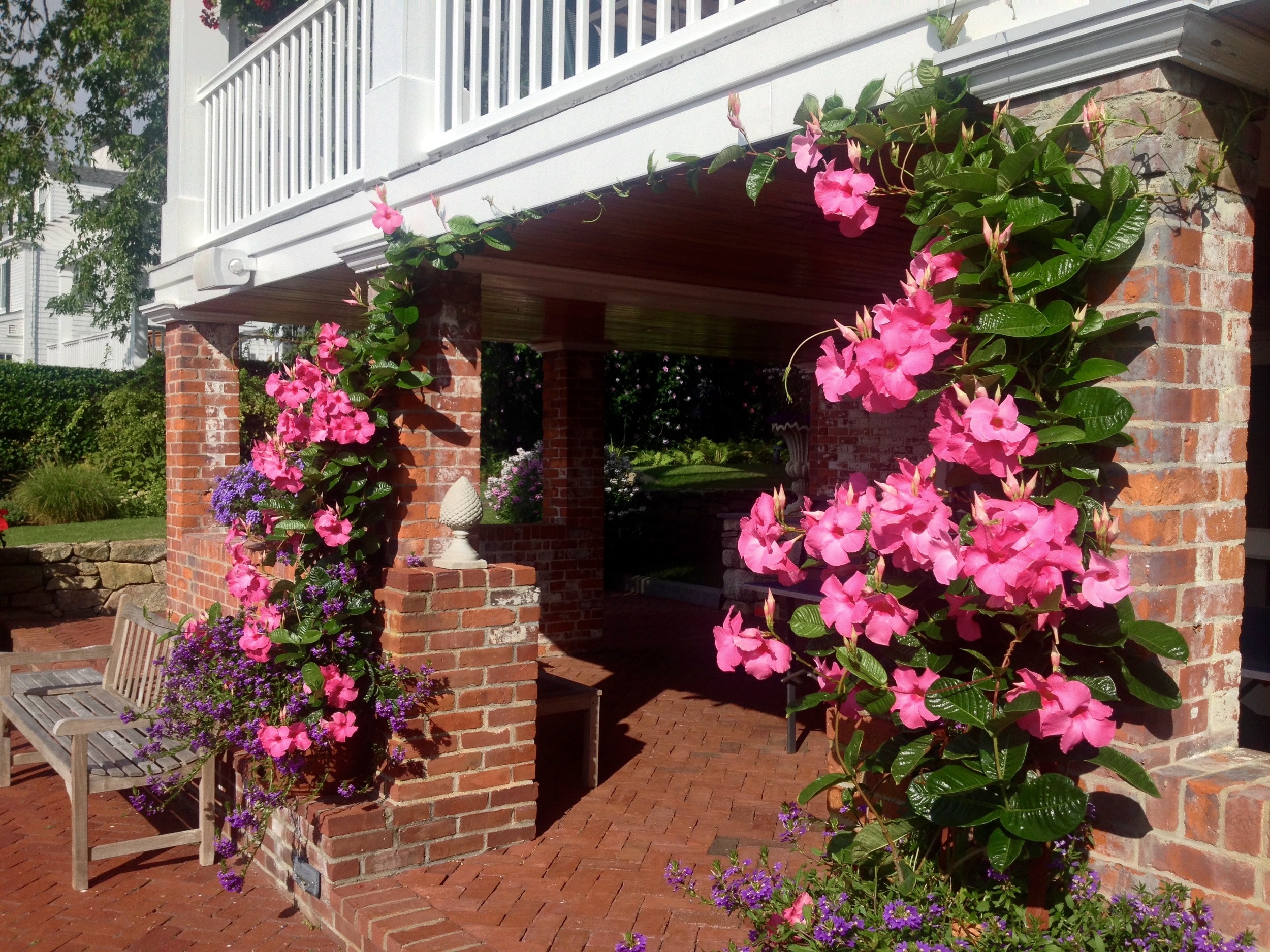 Mandevilla Terrace Archway