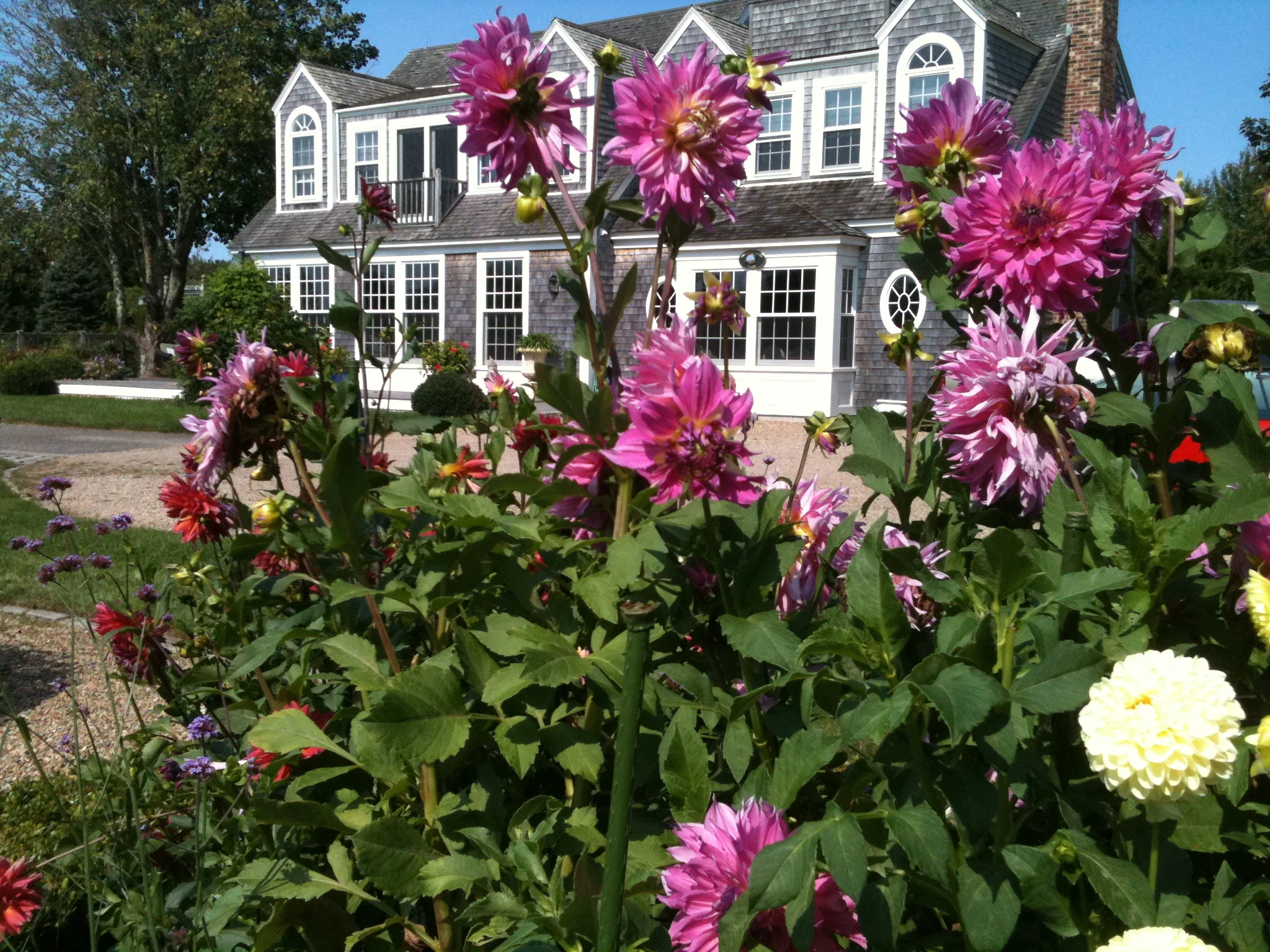 Dahlias Part II
