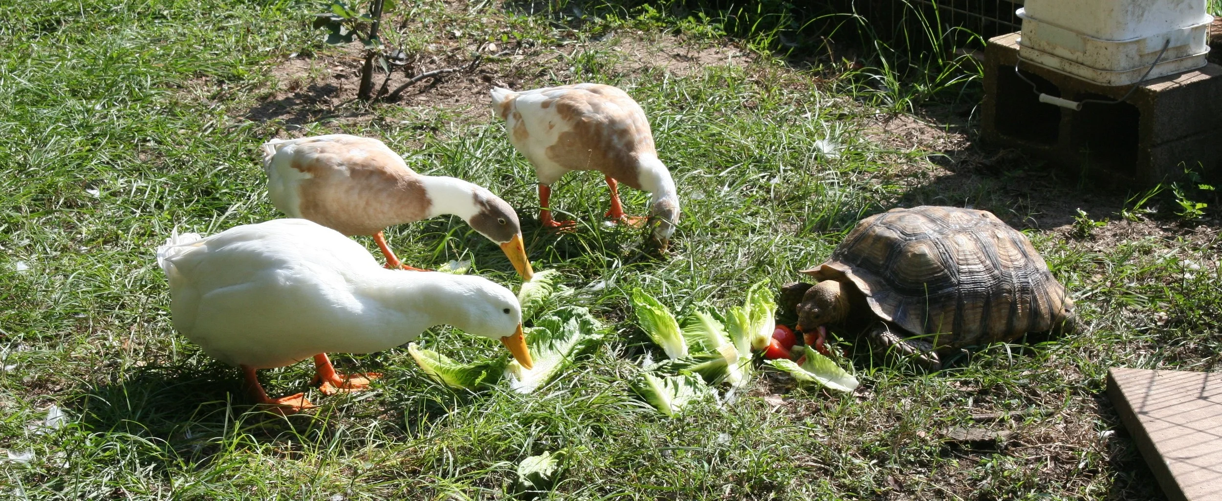 Chloe eats with ducks.jpg
