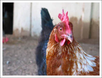 Chicken, Chickens Everywhere!