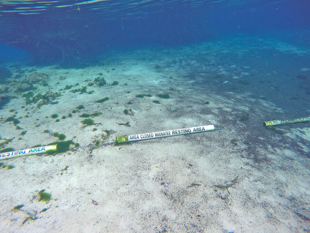 manatee resting area.jpg