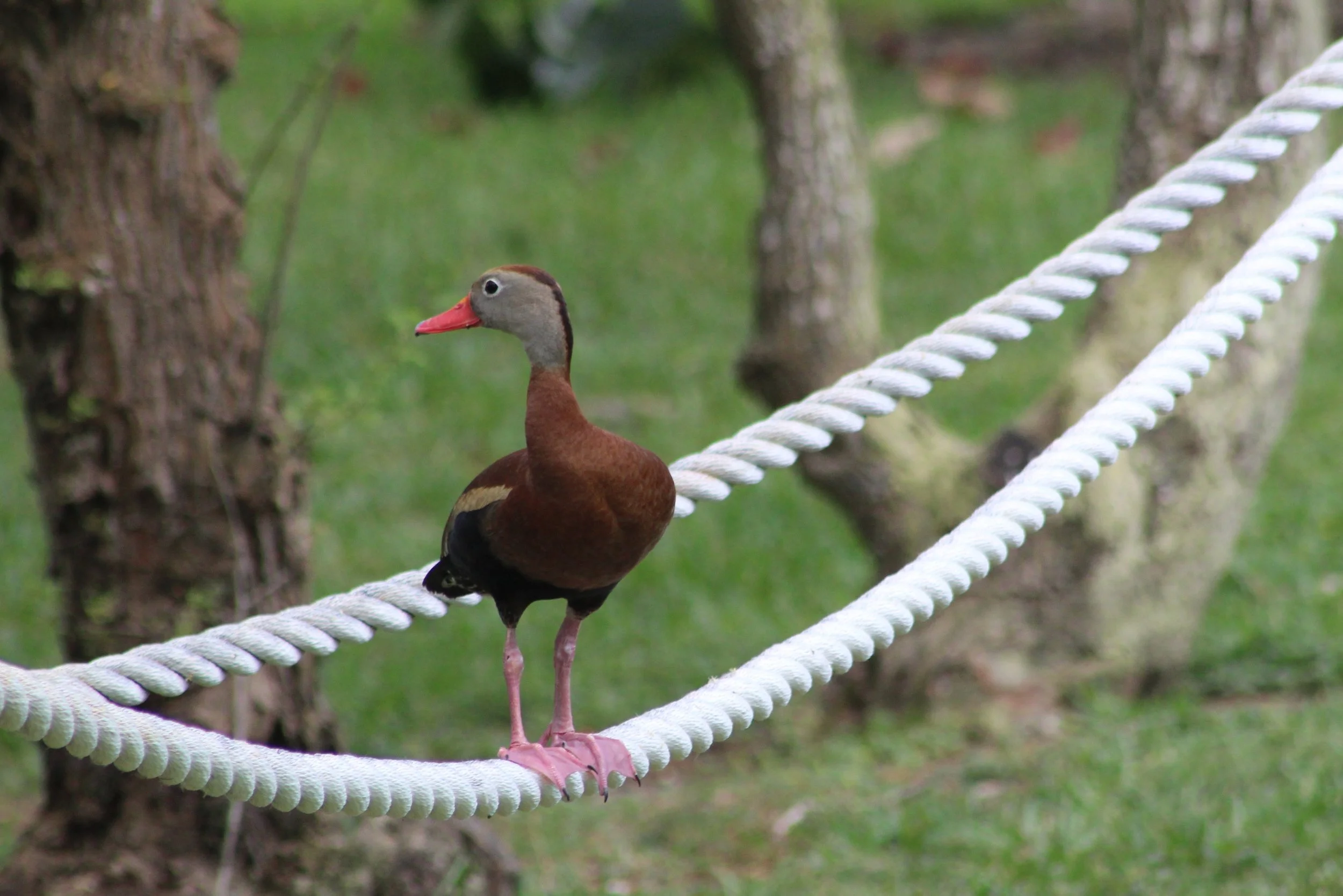 This black-bellied whistling duck practices his tight rope walking skills and keeps an eye on his next meal from above. We spotted this guy and many others while walking the grounds of the South Padre Island, Texas Convention Center and the surrounding boardwalks.