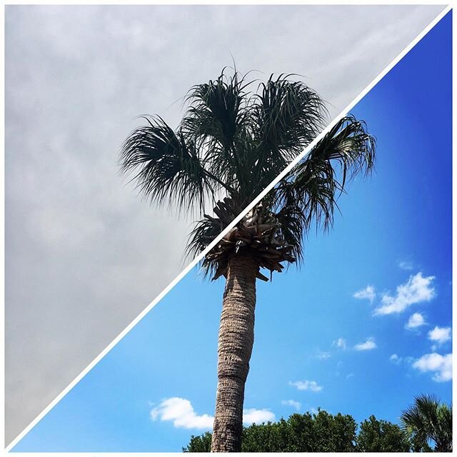 Oh what a difference a couple of days makes! From my quarantine reading chair right next to our RV, this is the view of our palm tree. No photo editing, just two pictures taken with my phone. #seesimplelove #okeechobeekoaresort #coronavirus 2020 #sel