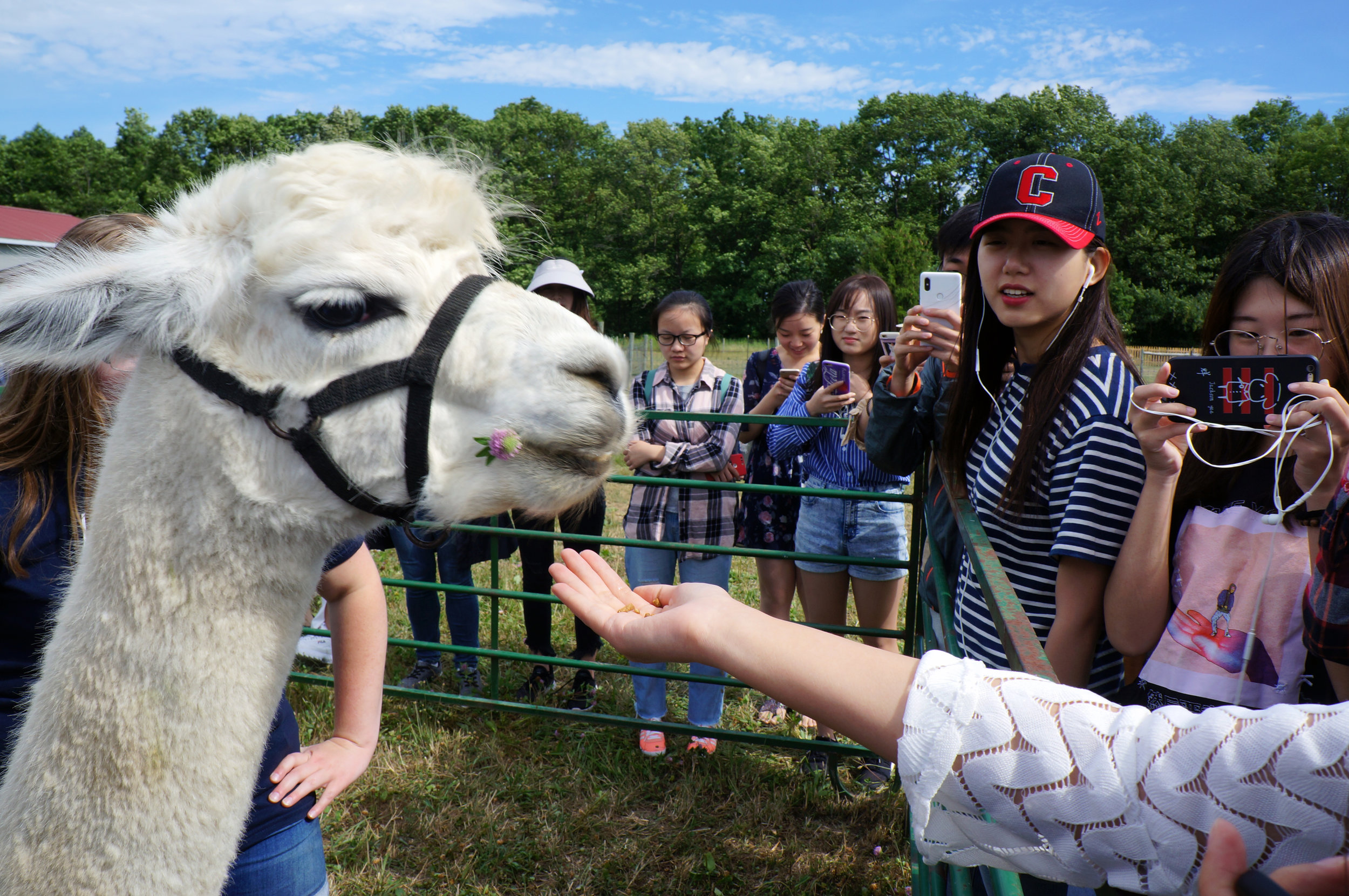 Alpacas 1.JPG