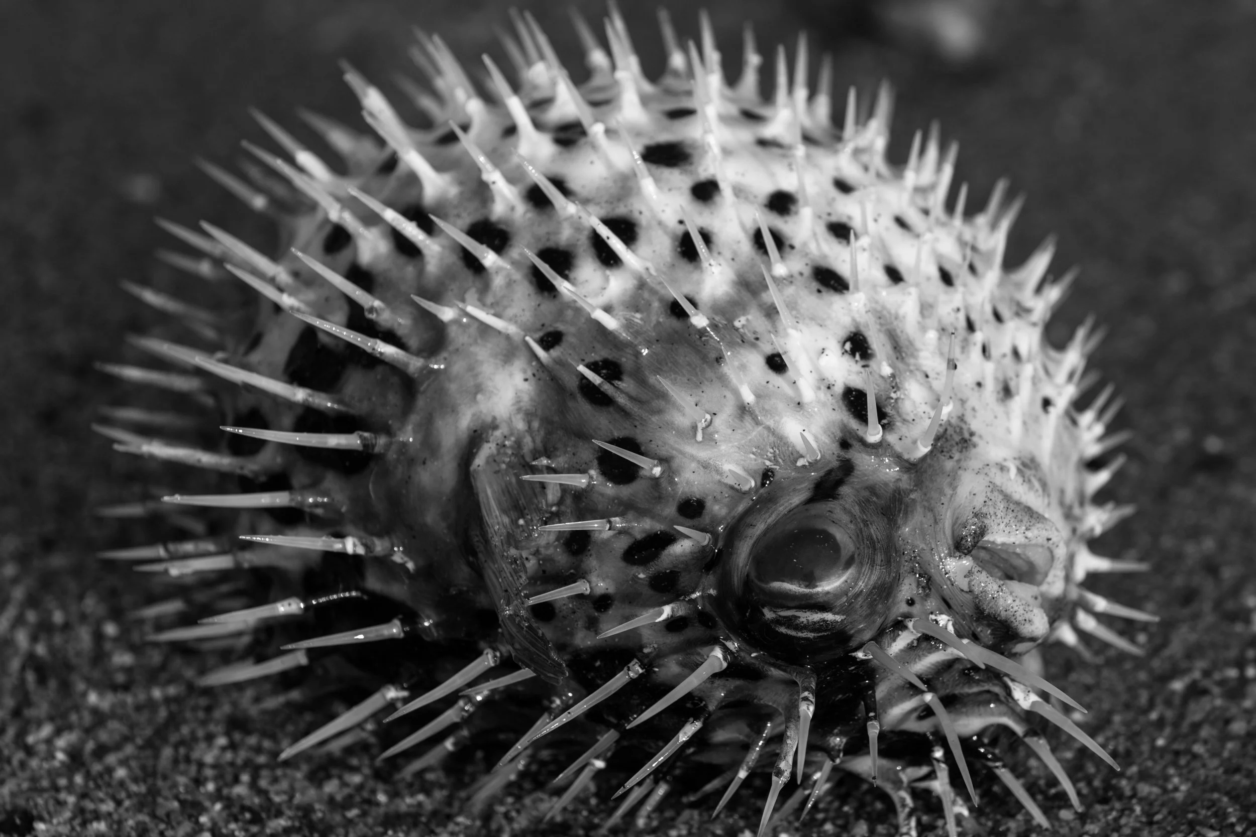 Mexico_BlowFish_BW-6028.jpg