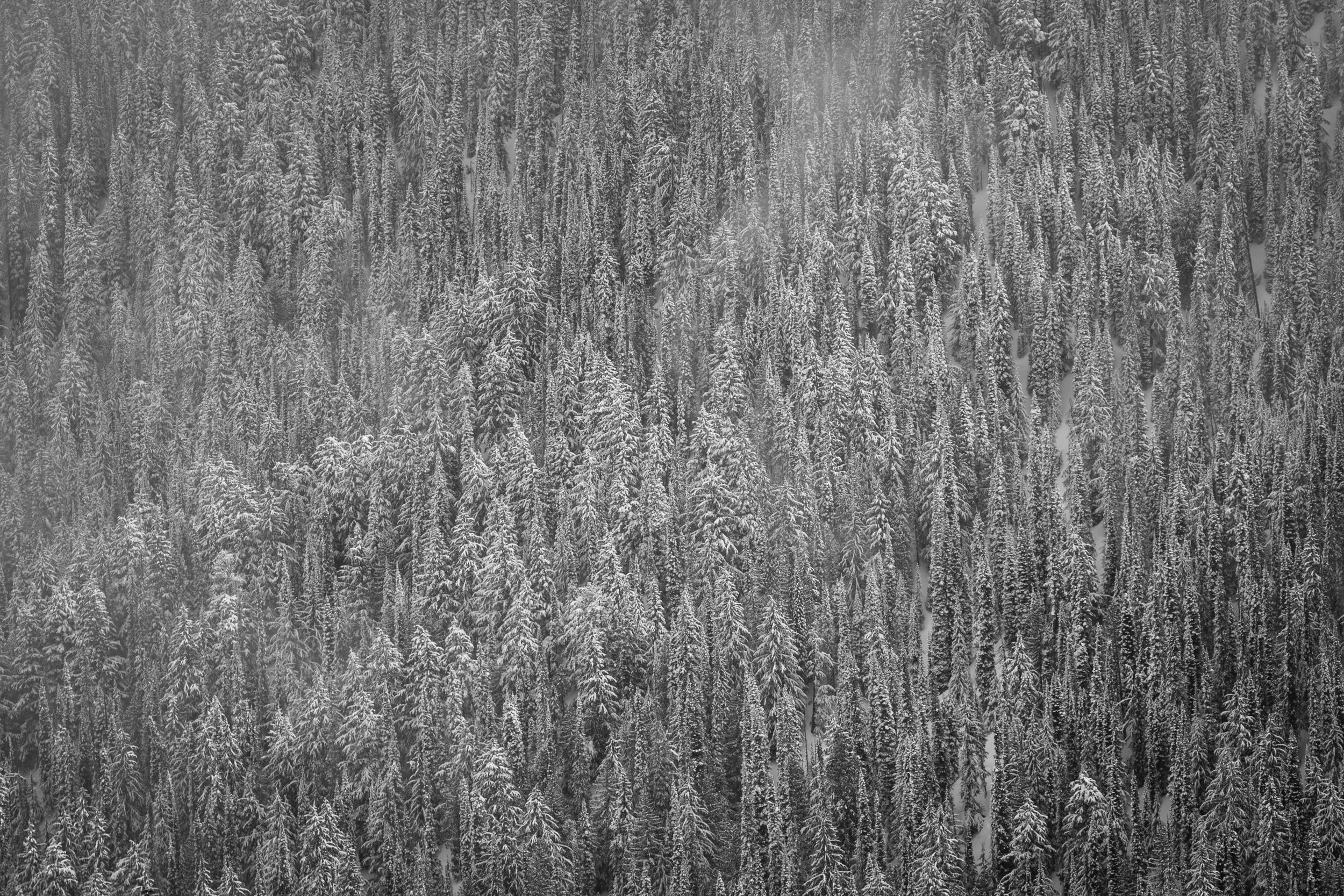 Retallack_Trees_BW.jpg