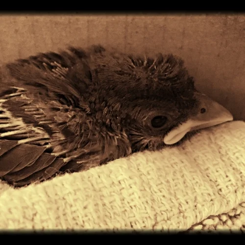 Morning - Baby Bird
