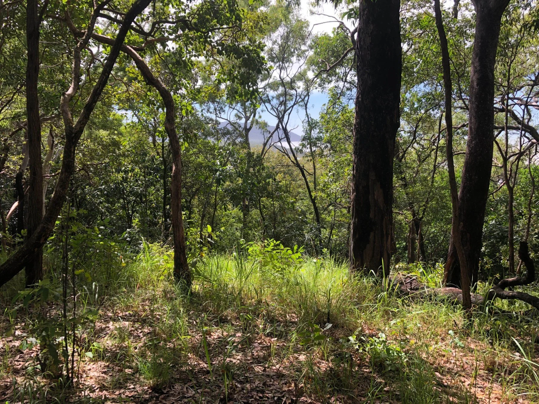 BloomisPoint_ForestView_Circ.jpg