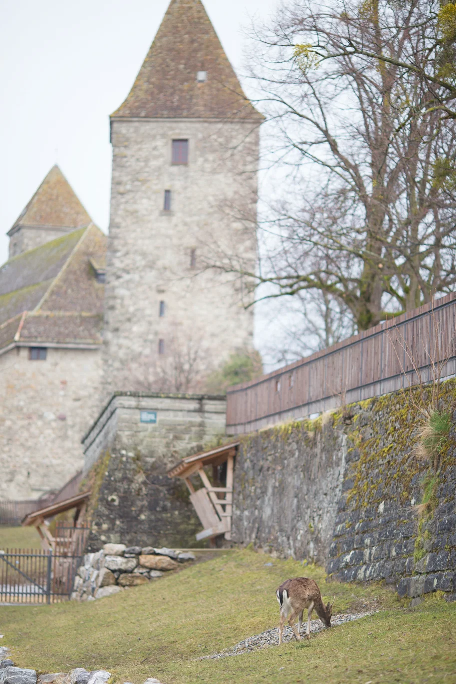 Rapperswil Castle, St. Gallen, Switzerland — Something Swiss