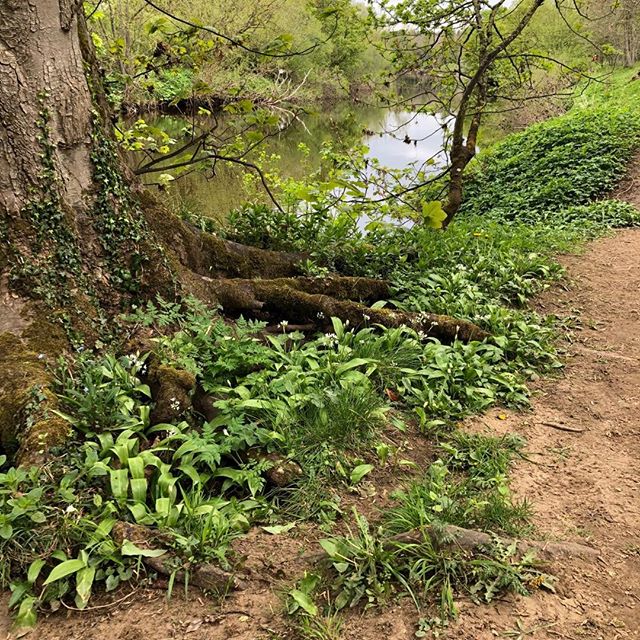 River Ure Wensleydale. Wild Garlic. #trelliscottage #holidaycottage #swaledale #lowrow #reeth #yorkshiredales