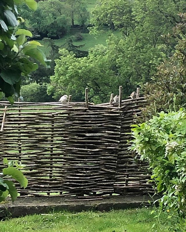 Albino Sparrow in Trellis Garden. Not a joke ! #trelliscottage #holidaycottage #yorkshiredales #reeth #lowrow