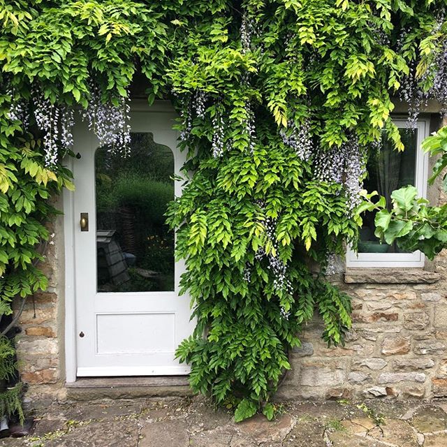 Trellis Cottage Wisteria. #trelliscottage #yorkshiredales #reeth #holidaycottages #lowrow #swaledale