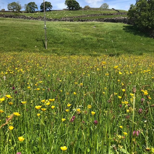 Flower meadow Arkengarthdale. Buttercups, Daisies, Ladies Bedstraw, Pignut, Germander Speedwell, Red Clover, Bistort, Yellow Rattle. #swaledale #trelliscottage #flowermeadow #holidaycottage #reeth #lowrow